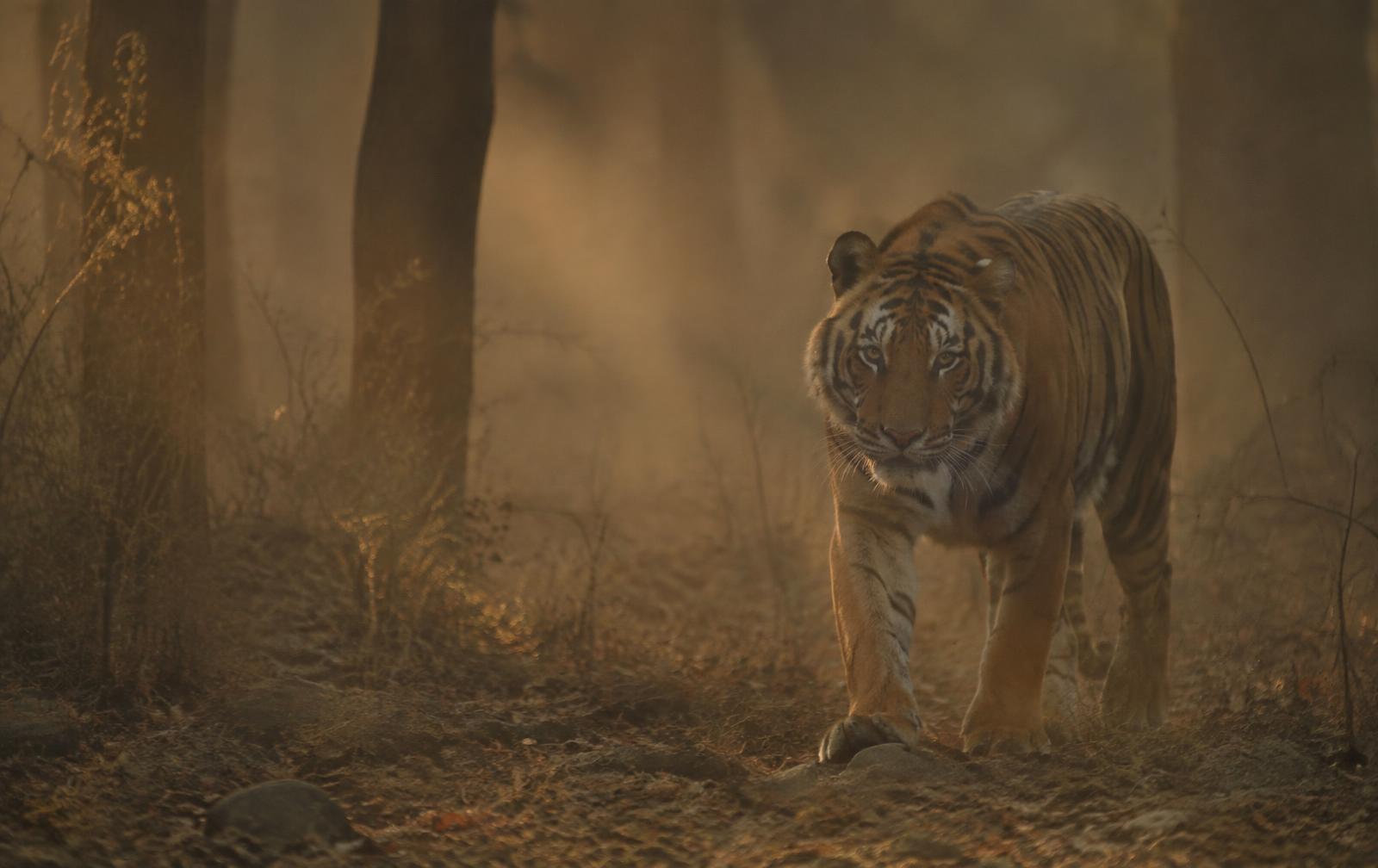 Madhya Pradesh, India